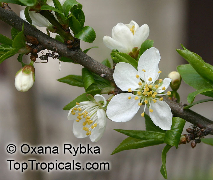 Prunus cerasifera, Prunus divaricata, Cherry Plum, Myrobalan Plum, St. Lukes Flowering Plum