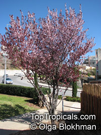 Prunus cerasifera, Prunus divaricata, Cherry Plum, Myrobalan Plum, St. Lukes Flowering Plum

Click to see full-size image