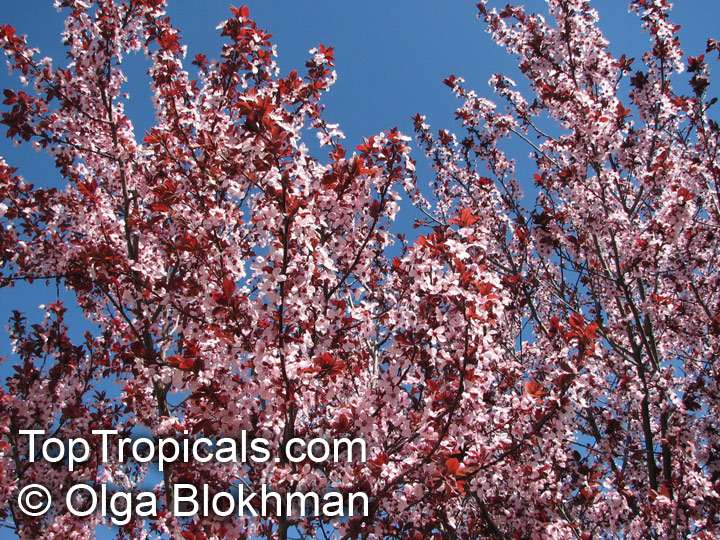 Prunus cerasifera, Prunus divaricata, Cherry Plum, Myrobalan Plum, St. Lukes Flowering Plum