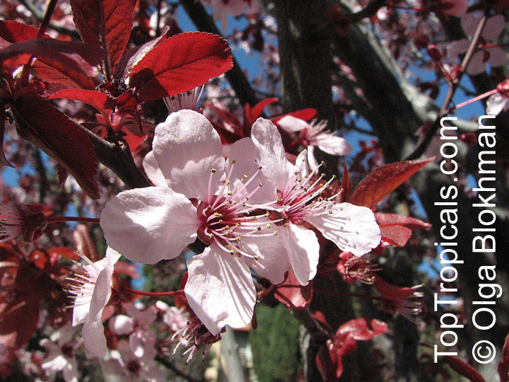Prunus cerasifera, Prunus divaricata, Cherry Plum, Myrobalan Plum, St. Lukes Flowering Plum. Prunus cerasifera var. pissardii