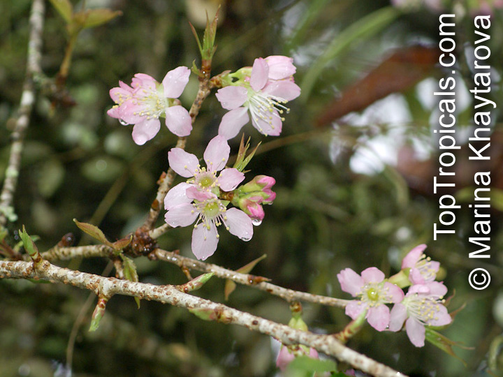 Prunus cerasoides, Himalayan flowering cherry