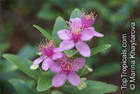 Rhodomyrtus tomentosa, Myrtus canescens, Myrtus tomentosa, Rhodomyrtus parviflora, Rose Myrtle, Downy Myrtle

Click to see full-size image