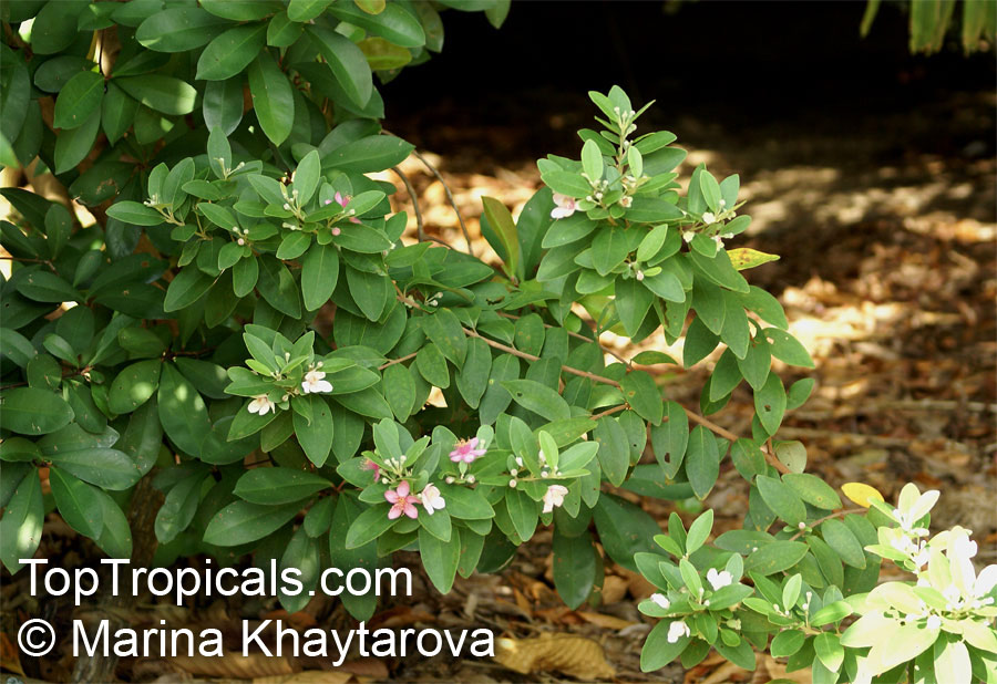 Rhodomyrtus tomentosa, Myrtus canescens, Myrtus tomentosa, Rhodomyrtus parviflora, Rose Myrtle, Downy Myrtle