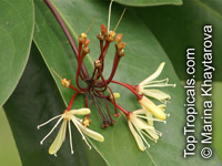 Samadera indica, Niepa Bark Tree

Click to see full-size image