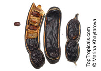 Samanea saman, Albizia saman, Pithecellobium saman , Rain Tree, Monkeypod, Cenizaro, Cow Tamarind

Click to see full-size image