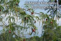 Sesbania grandiflora, Agati grandiflora, Hummingbird Tree, Butterfly Tree, Agati

Click to see full-size image