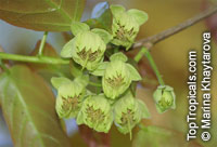 Sloanea sp., Sloanea

Click to see full-size image
