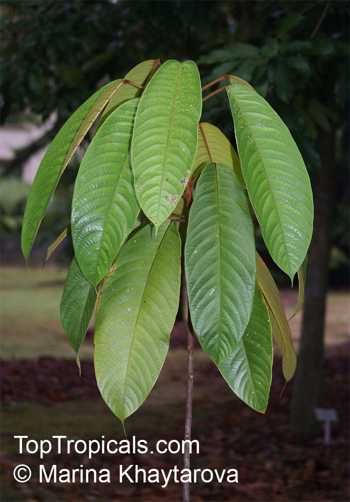 Sterculia megistophylla, Kelumpang Sarawak tree