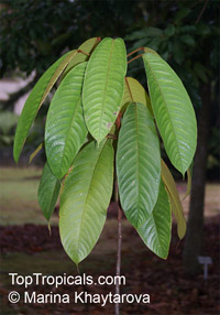 Sterculia megistophylla, Kelumpang Sarawak tree

Click to see full-size image
