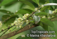 Suregada multiflora, False Lime, Limau Hantu 

Click to see full-size image