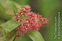 Syzygium campanulatum, Syzygium myrtifolium, Eugenia oleina, Wild Cinnamon

Click to see full-size image