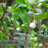 Ugni molinae, Myrtus ugni, Eugenia ugni, Chilean Guava, Strawberry Myrtle, Murta, Murtilla

Click to see full-size image