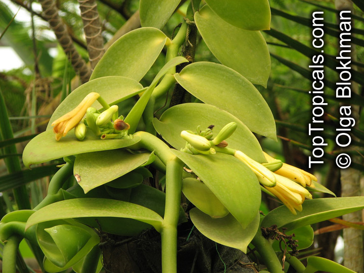 Vanilla planifolia, Vanilla fragrans, Madagascar Bourbon Vanilla Bean, French Vanilla, Vanilla Orchid