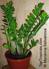Zamioculcas zamiifolia, Caladium zamiaefolium, Zamioculcas lanceolata, Zamioculcas loddigesii, Aroid Palm, ZZ Plant

Click to see full-size image