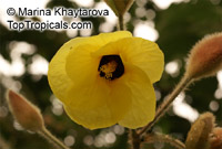 Hibiscus macrophyllus, Hibiscus setosus, Hibiscus vestitus, Talipariti macrophyllum, Large-leaved Hibiscus

Click to see full-size image
