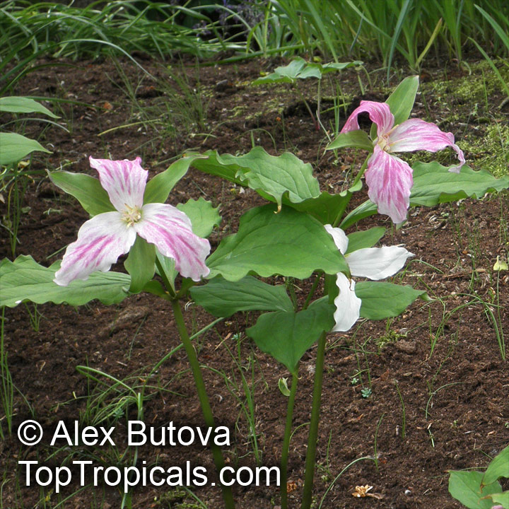 Trillium sp., Trillium, Wakerobin, Tri Flower, Birthroot