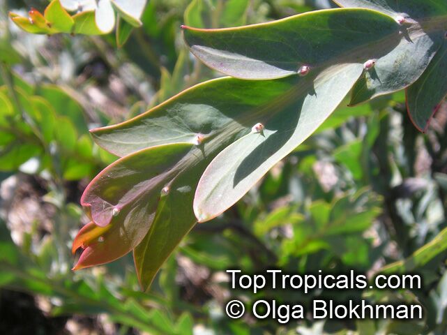 Acacia glaucoptera, Clay Wattle, Queen Wattle