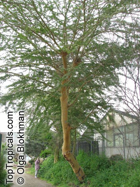 Vachellia xanthophloea, Acacia xanthophloea, Fever tree 