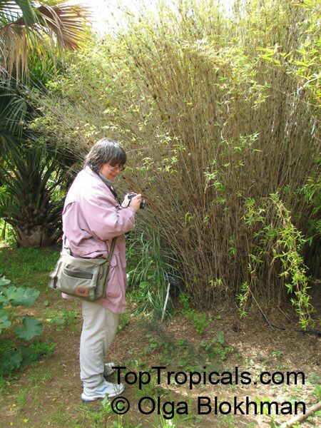 Bambusa sp., Common bamboo. Bambusa multiplex