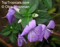 Barleria obtusa, Bush Violet

Click to see full-size image
