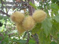 Bixa orellana, Lipstick tree, Annatto, Achiote