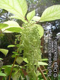 Boehmeria nivea, Boehmeria tenacissima , Chinese grass, Chinese Silk Plant, Ramie

Click to see full-size image
