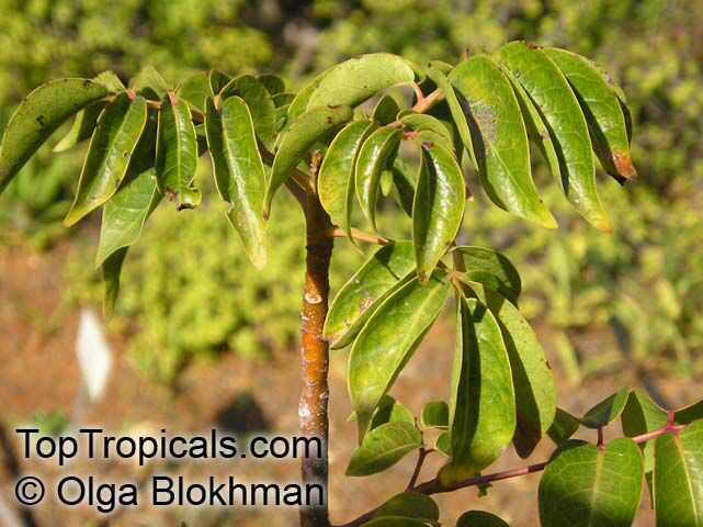 Red Birchwood – Bursera simaruba