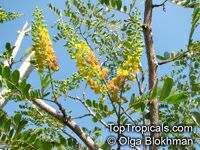 Caesalpinia spinosa, Tara, Spiny Holdback

Click to see full-size image