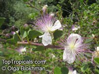 Capparis spinosa, Caper

Click to see full-size image