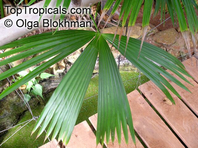 Carludovica palmata, Panama Hat Plant, Toquilla Palm