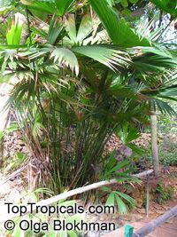 Carludovica palmata, Panama Hat Plant, Toquilla Palm

Click to see full-size image
