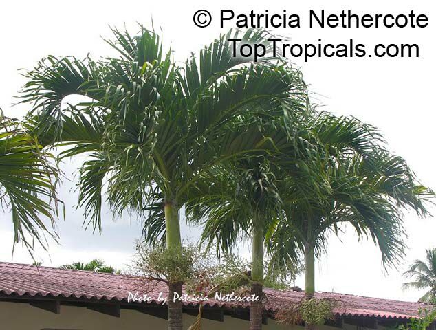 Carpentaria acuminata, Carpentaria Palm
