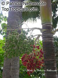 Carpentaria acuminata, Carpentaria Palm

Click to see full-size image