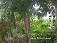 Carpentaria acuminata, Carpentaria Palm

Click to see full-size image