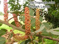 Ceratonia siliqua, Carob, Algarroba, St. John's Bread, Locust Bean, Chocolate Tree

Click to see full-size image