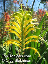 Chasmanthe floribunda, Antholyza floribunda, Pennants, African Cornflag

Click to see full-size image
