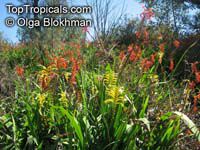 Chasmanthe floribunda, Antholyza floribunda, Pennants, African Cornflag

Click to see full-size image