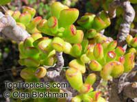 Crassula ovata, Crassula argentea, Crassula portulacea, Crassula obliqua, Jade Plant, Dollar Plant, Money Tree

Click to see full-size image