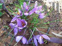 Crocus sativus, Saffron

Click to see full-size image