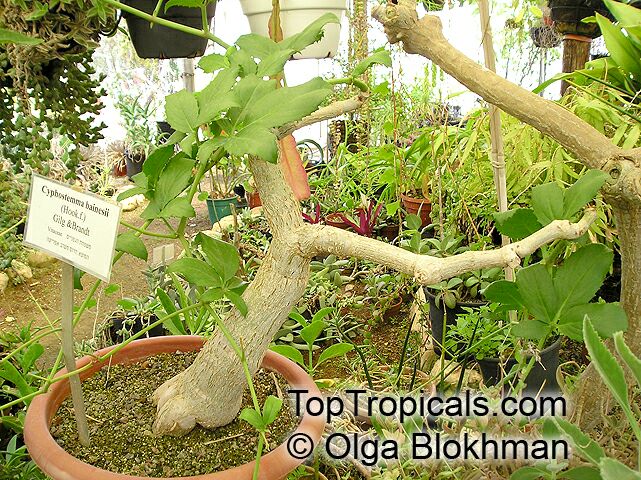 Cyphostemma bainesii, Cissus bainesii, Vitis bainesii, African Tree Grape, Gouty Vine, Butterwood Tree