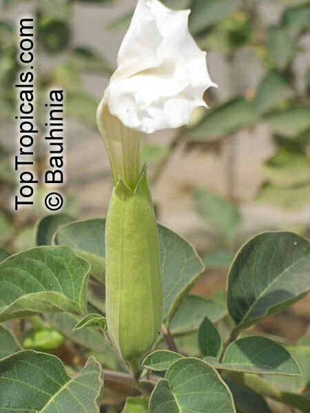 Datura innoxia, Datura meteloides, Thorn Apple, Moonflower, Toloache, Jimson Weed, Angel's Trumpet, Stinkweed, Pricklyburr