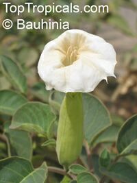 Datura innoxia, Datura meteloides, Thorn Apple, Moonflower, Toloache, Jimson Weed, Angel's Trumpet, Stinkweed, Pricklyburr

Click to see full-size image