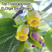 Diospyros sp., Persimmon

Click to see full-size image