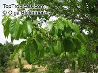 Diospyros virginiana, Persimmon

Click to see full-size image