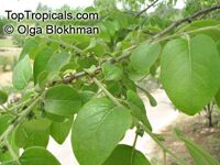 Diospyros virginiana, Persimmon

Click to see full-size image