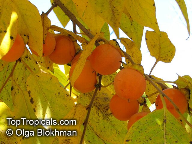 Persimmon tree Native American, Low chill, Diospyros virginiana