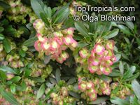 Dodonaea viscosa, Hopseed bush

Click to see full-size image