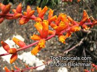 Dyckia remotiflora, Dyckia

Click to see full-size image
