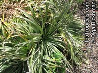 Dyckia remotiflora, Dyckia

Click to see full-size image