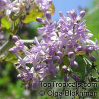 Ehretia rigida - seeds

Click to see full-size image